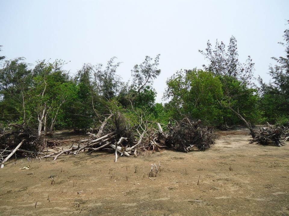 Bichitrapur Magrove Forest