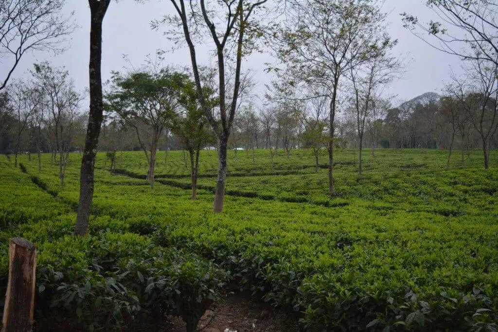 Samsing Tea Garden