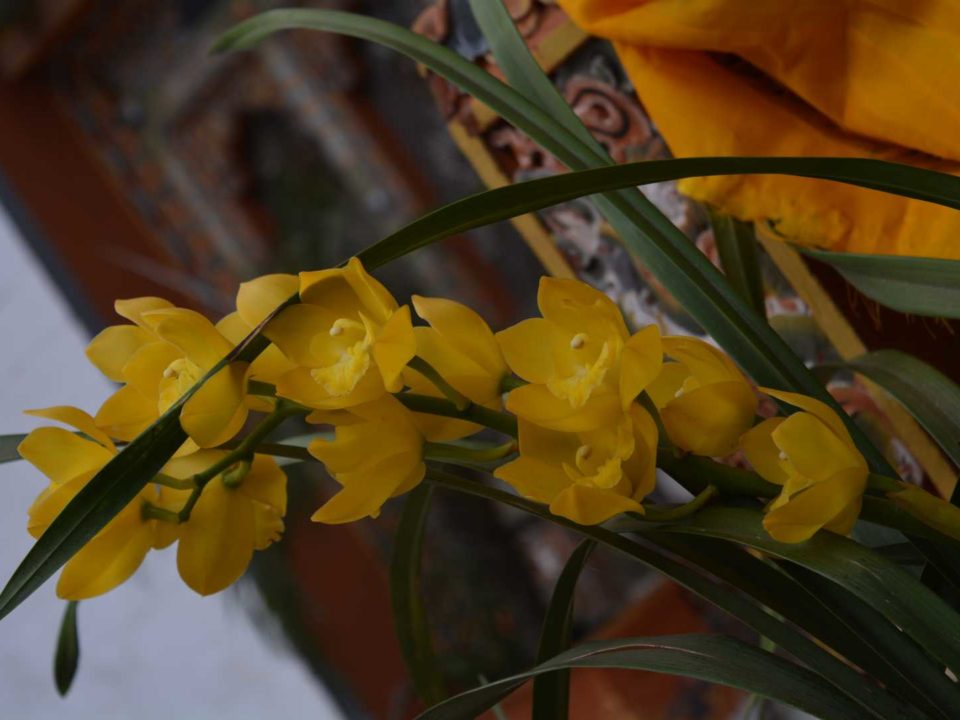 Flowers At Punakha Dzong