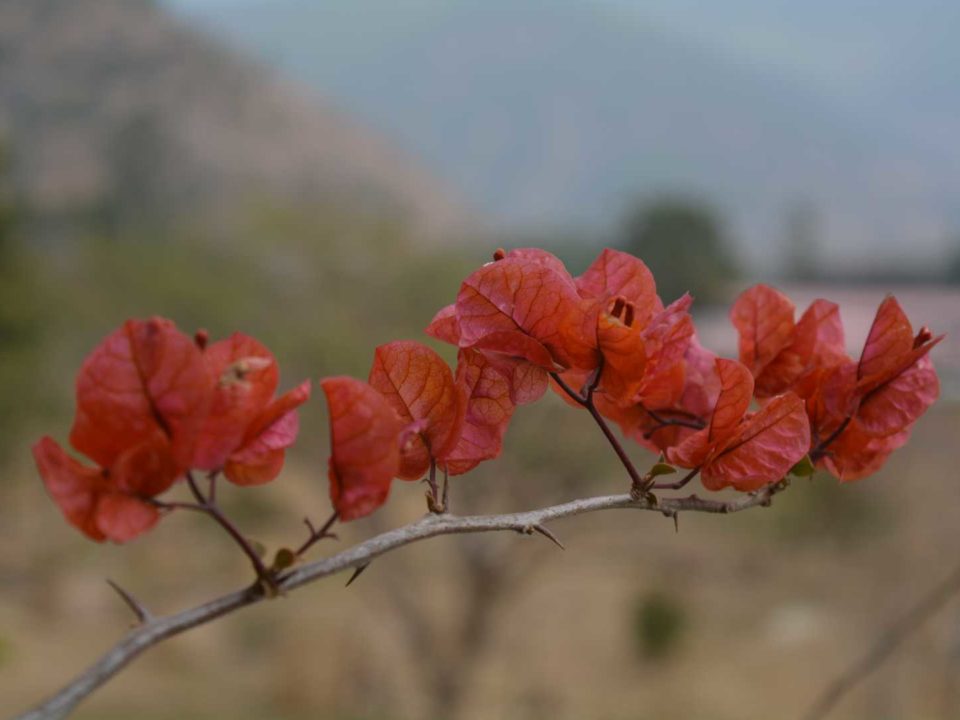 Flowers At Punakha Dzong