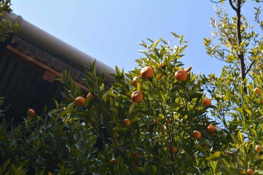 Oranges At Kichu Lakhang