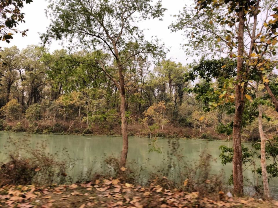 Gajaldoba Forest