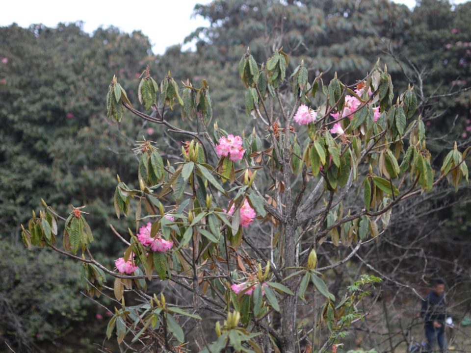 Trekking Through Barsey Rhododendron Sanctuary