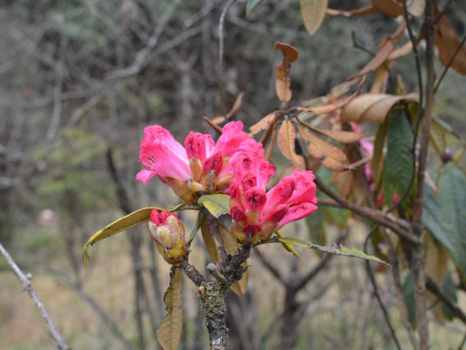 Trekking Through Barsey Rhododendron Sanctuary