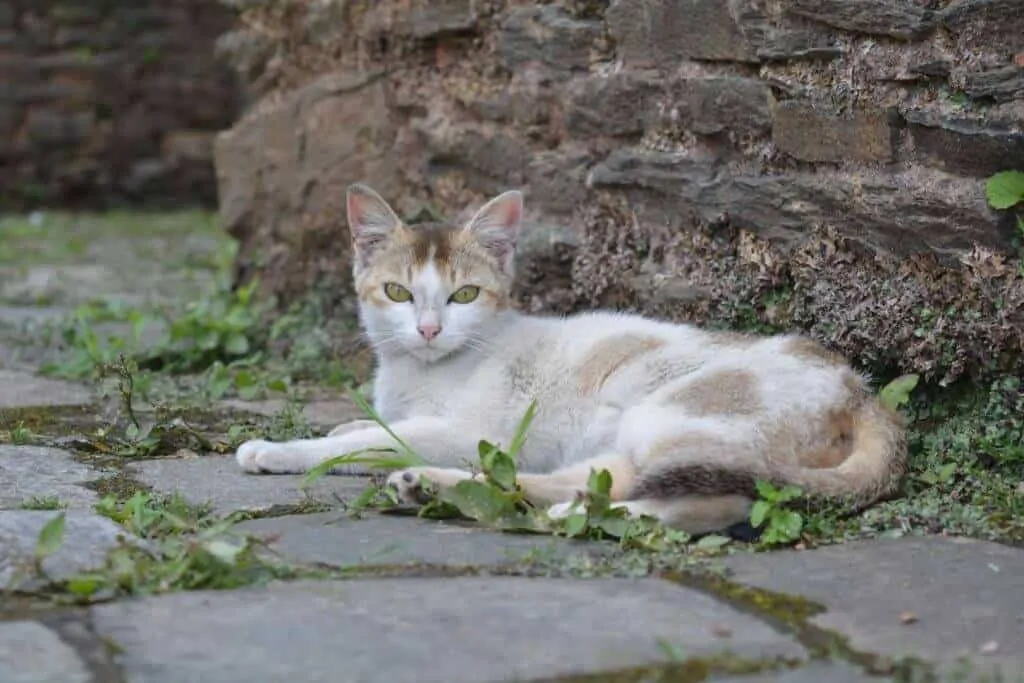 Cat At Rabdentse Ruins