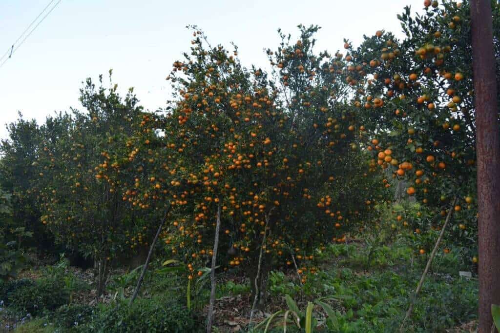 Orange Garden
