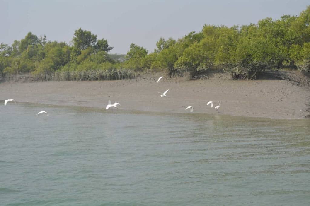 Birds At Sundarban