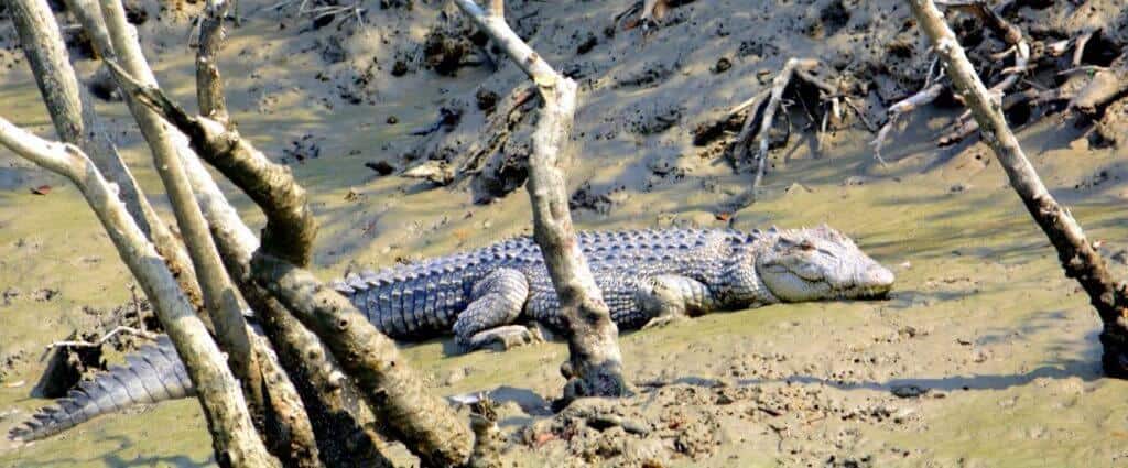 Crocodile At Sundarban