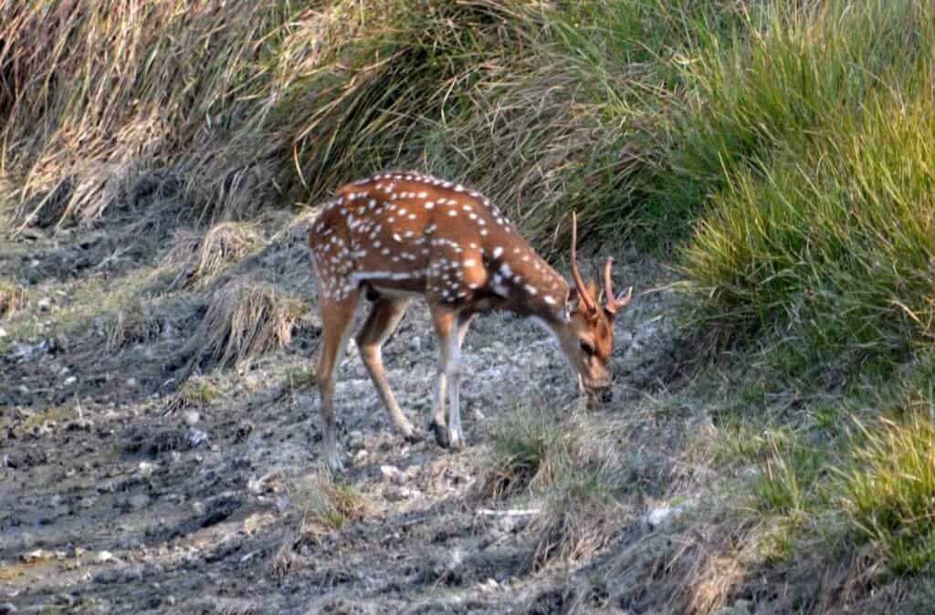 Deer At Sundarban
