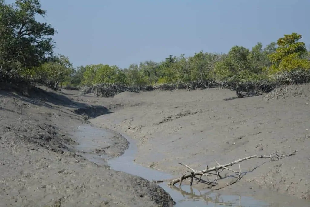 Wild Canals in Sundarban