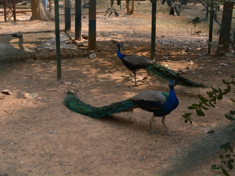 Jhargram Mini Zoo