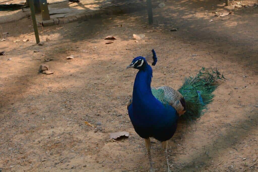 Peackcock at Jhargram Mini Zoo