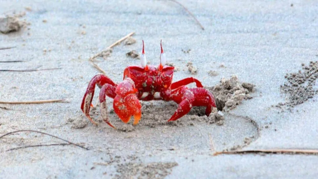 Red Crabs at Bankiput