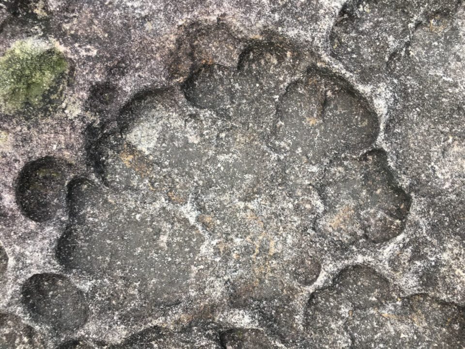 Animal Footprint at Iew Luri Lura