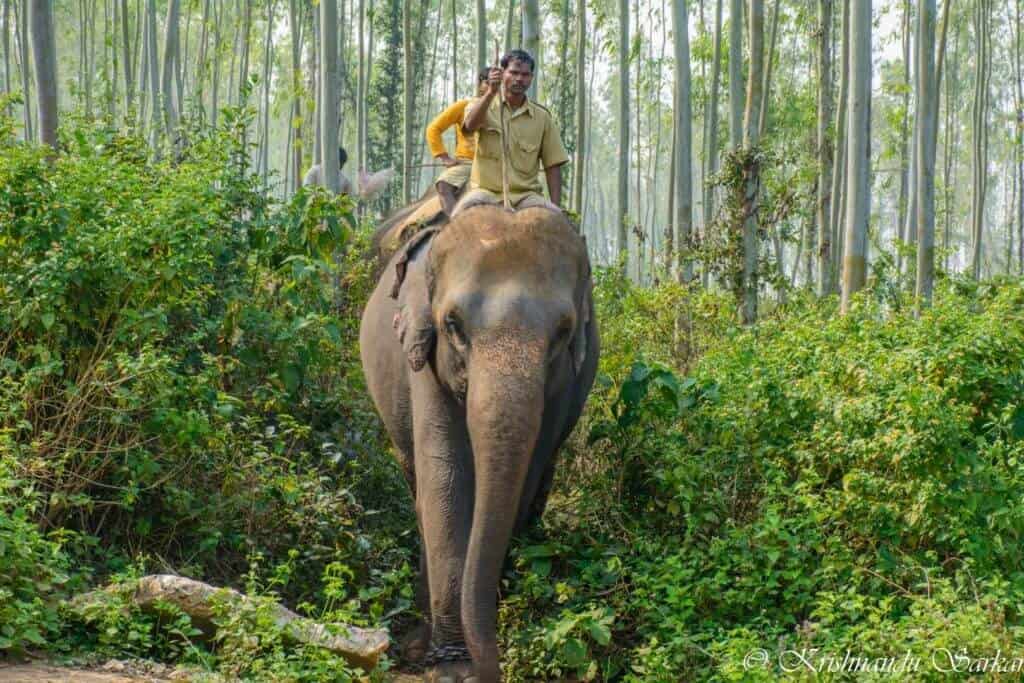 Elephants at Joypur Forest