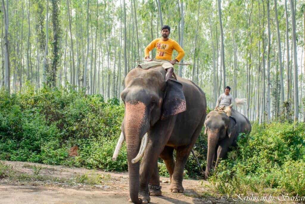 Elephants at Joypur Forest