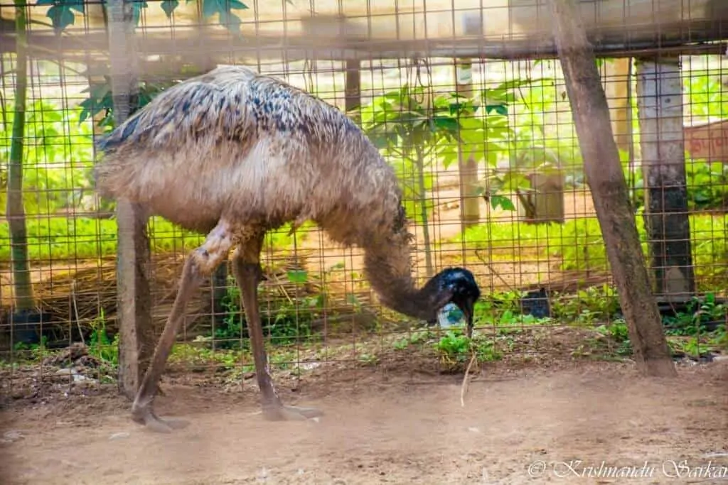 Emu at Banalata Resort