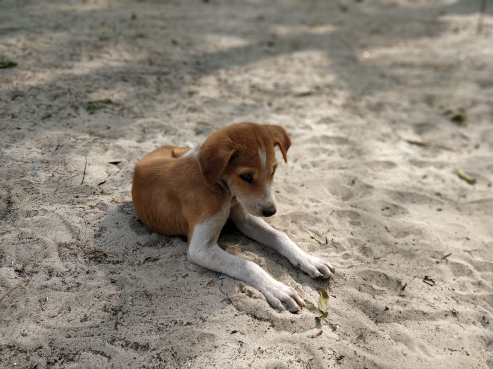 Puppy at Mousuni Island