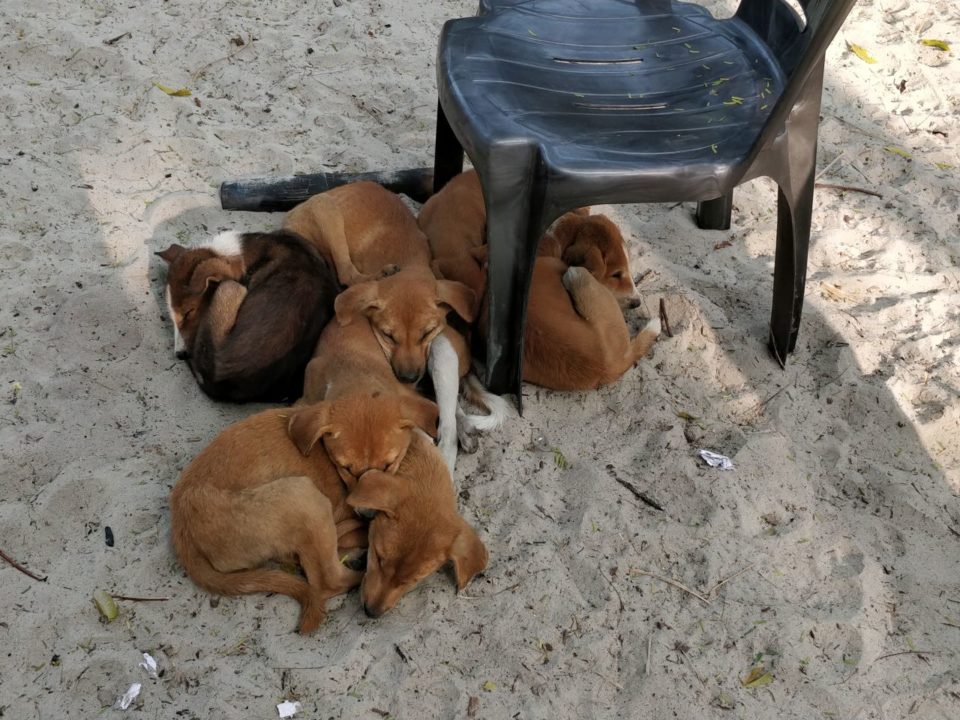 Puppy at Mousuni Island