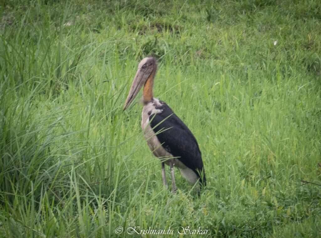 Greater Adjutant Stork - Chapramari Wildlife Sanctuary