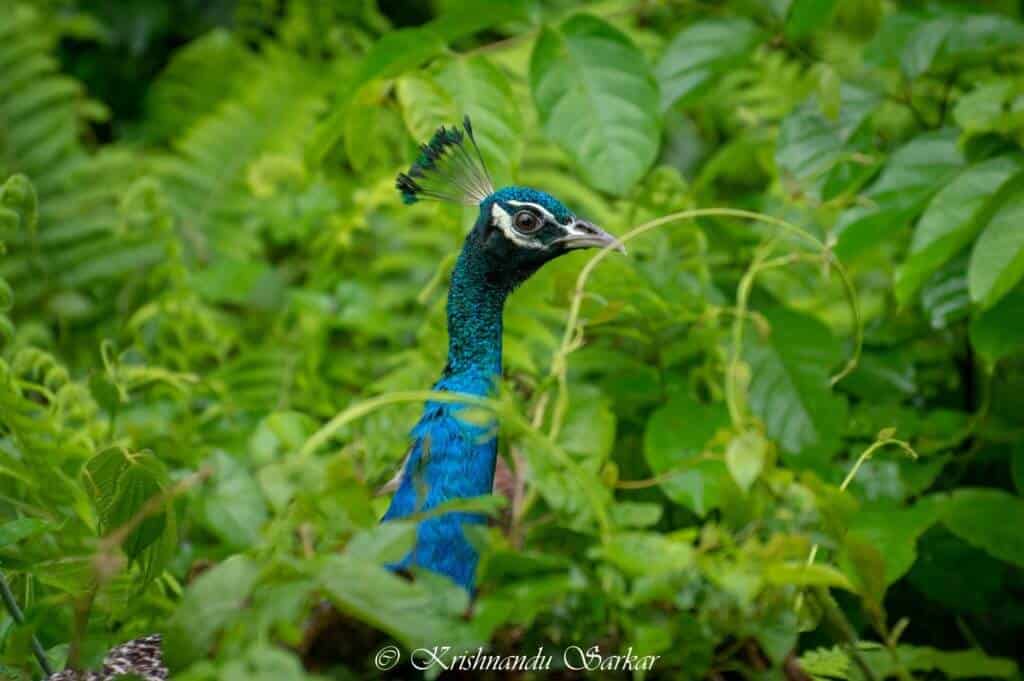 Gorumara - Peacock