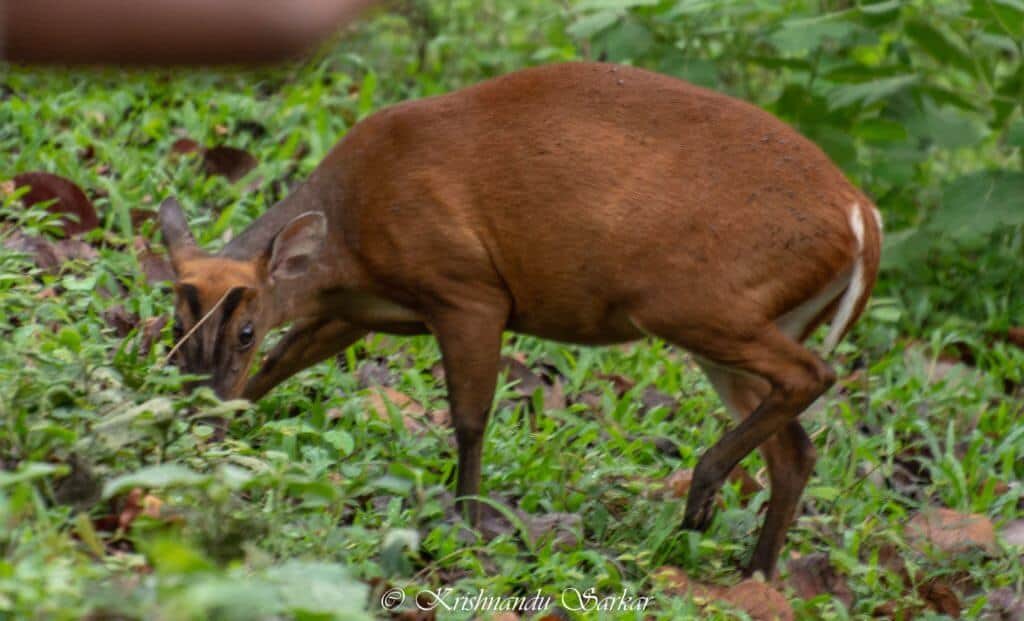 Gorumara - Sambar Deer