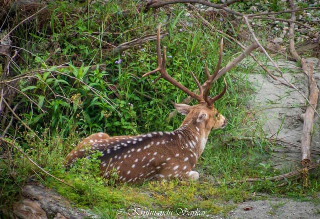 Gorumara - Spotted Deer