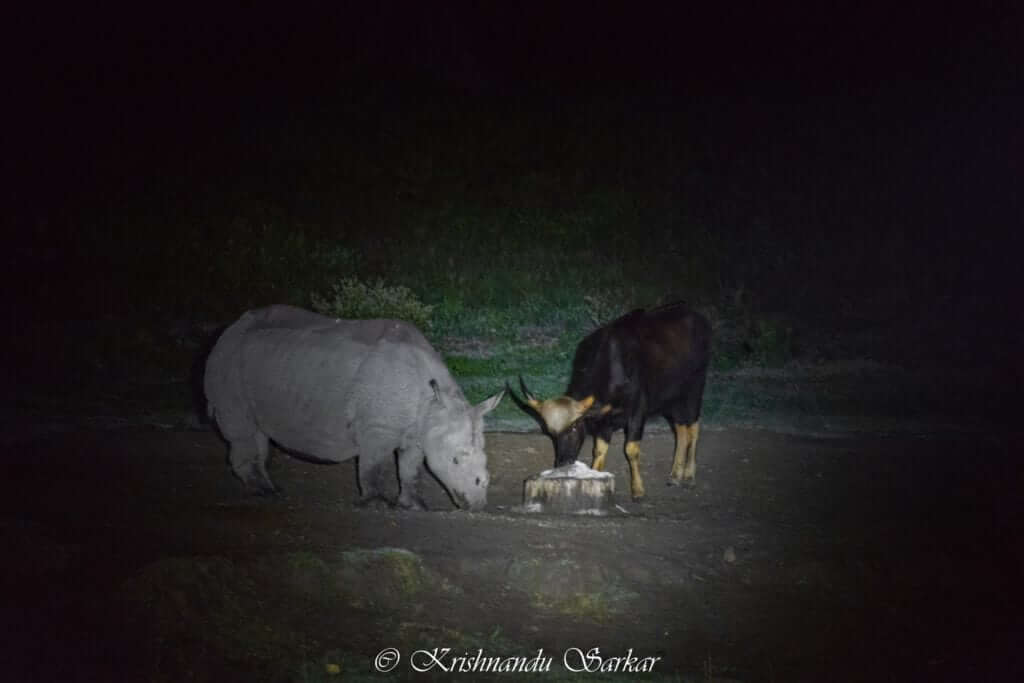 Rhino & Indian Gour at Hollong Tourist Lodge