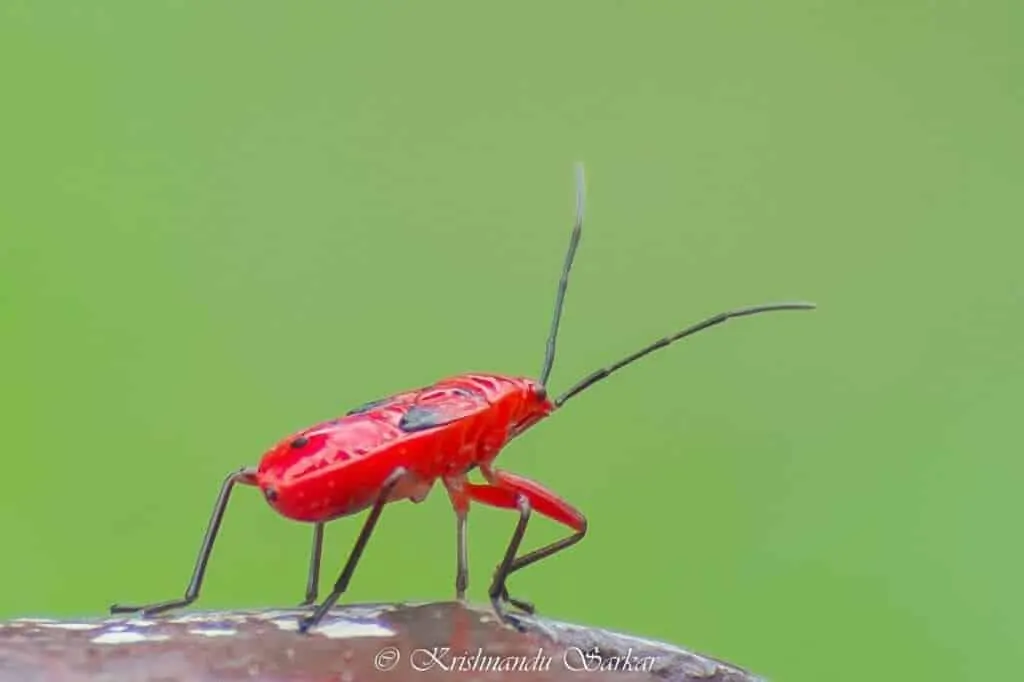 Bug at Hollong Tourist Lodge