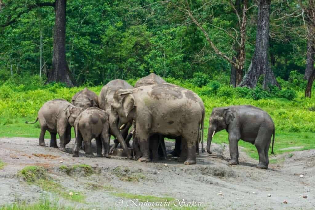 Elephant - Hollong Tourist Lodge