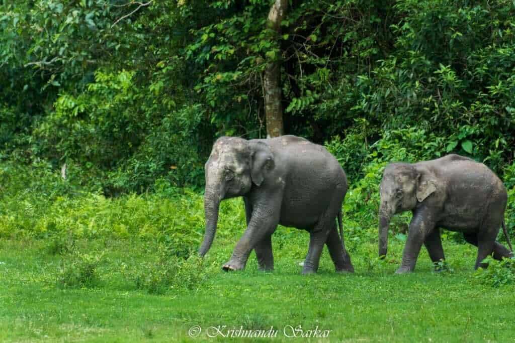 Elephant - Hollong Tourist Lodge
