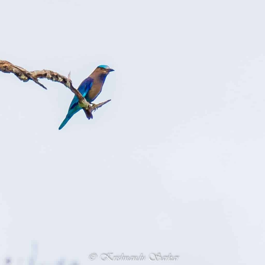 Indian Roller - Hollong Tourist Lodge