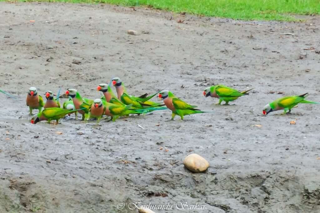 Parrots - Hollong Tourist Lodge