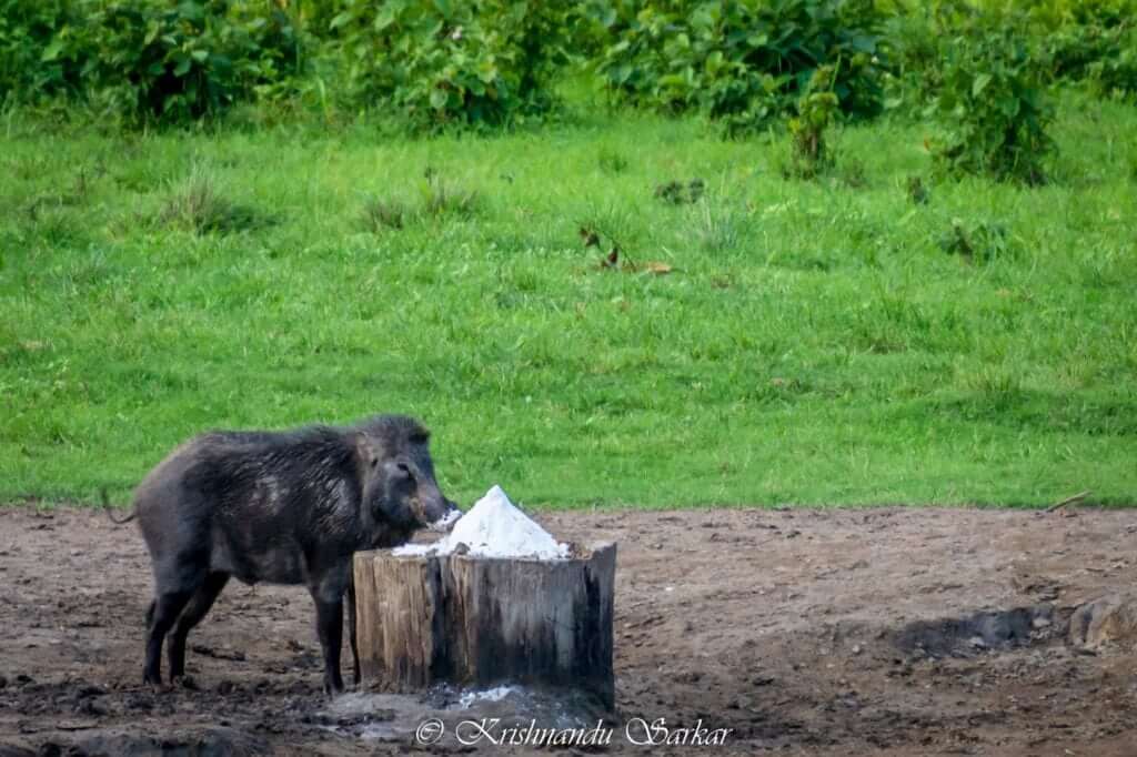 Wild Boar at Hollong Tourist Lodge