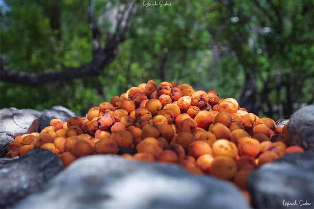 Appricots at Dah Village