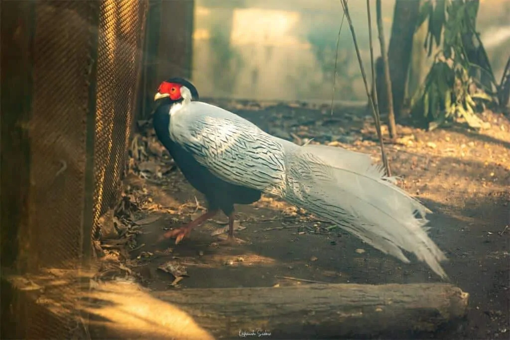 Bird at Darjeeling Zoo