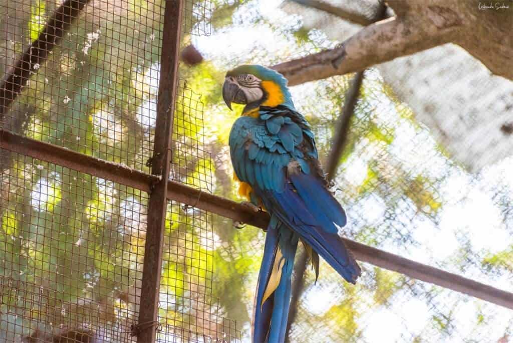 Bird at Darjeeling Zoo