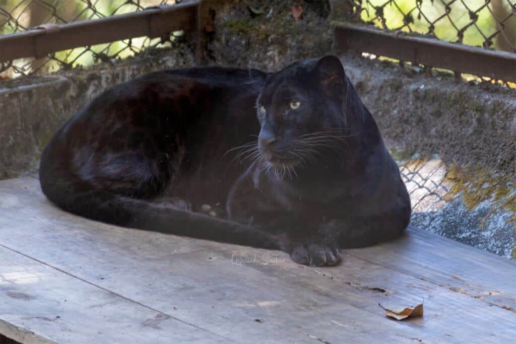 Black Panther at Darjeeling Zoo