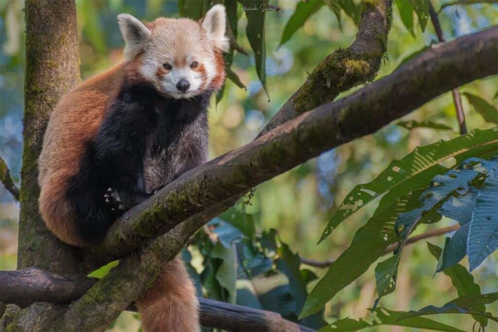 Red Panda at Darjeeling Zoo