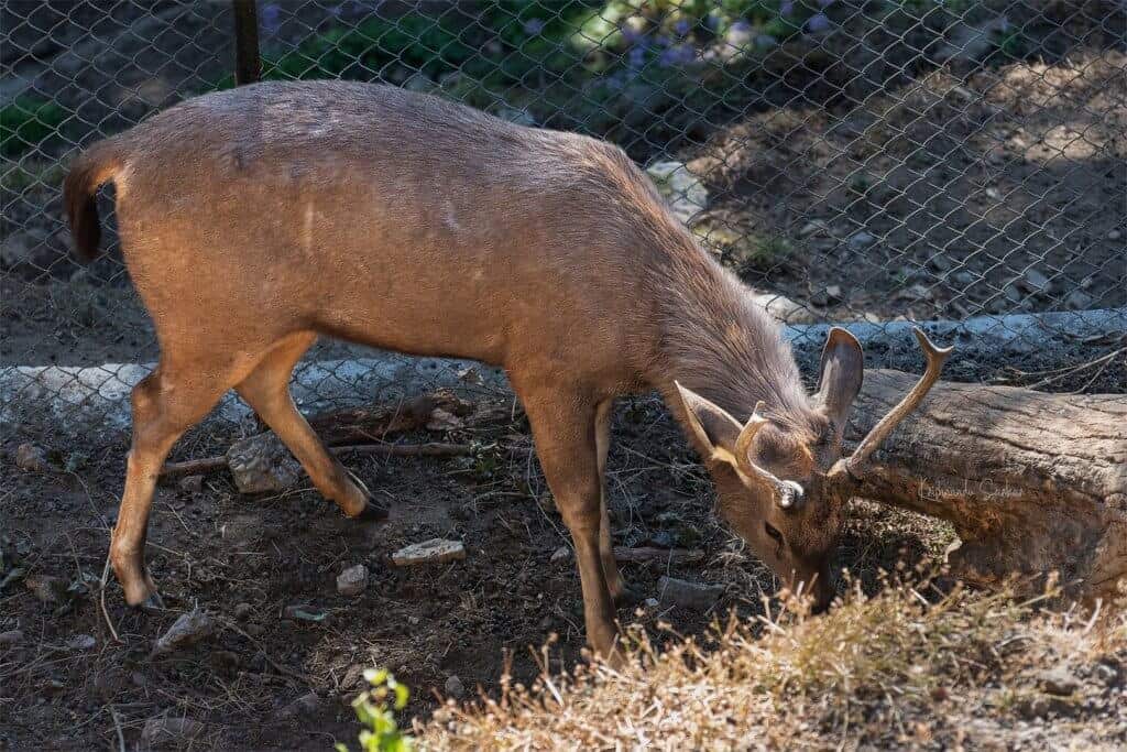 Sambar Deer at Darjeeling Zoo