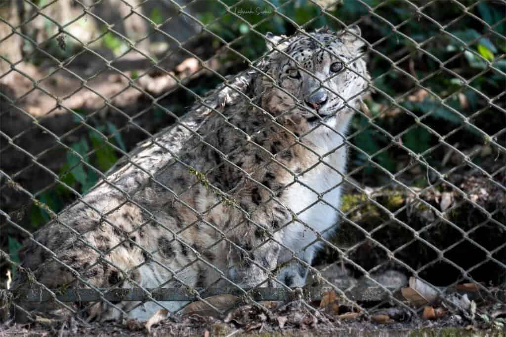 Snow Leopard at Darjeeling Zoo