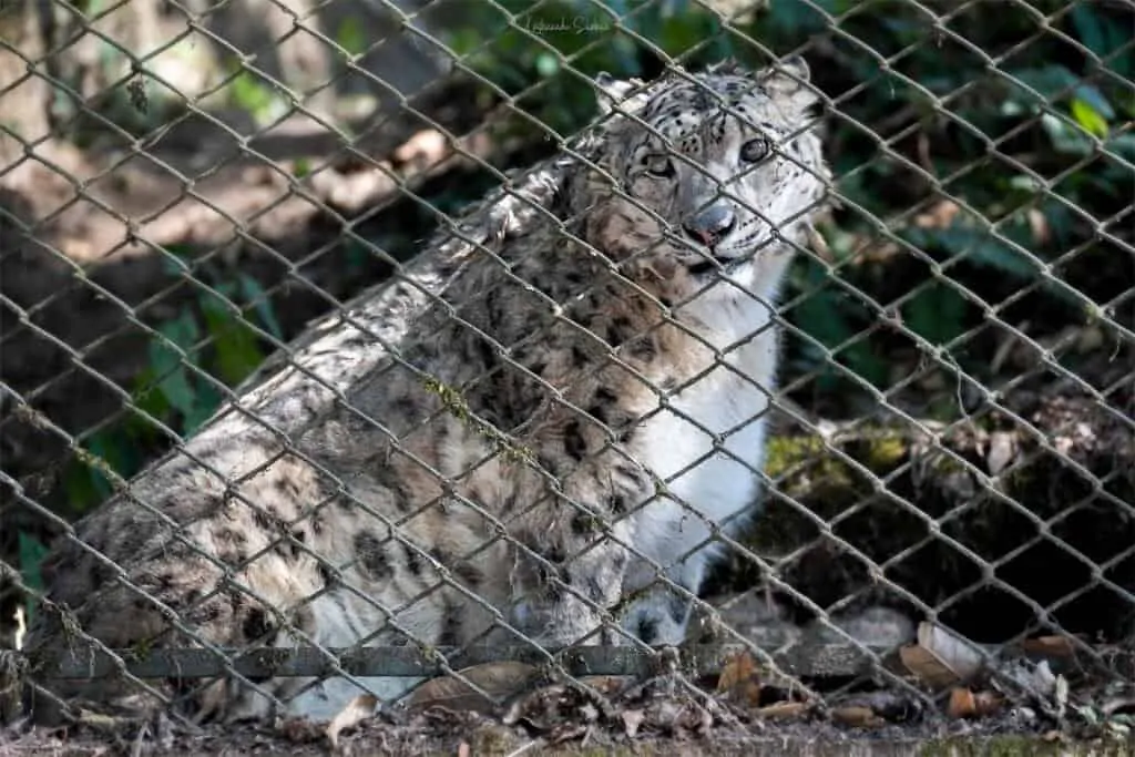 Snow Leopard at Darjeeling Zoo