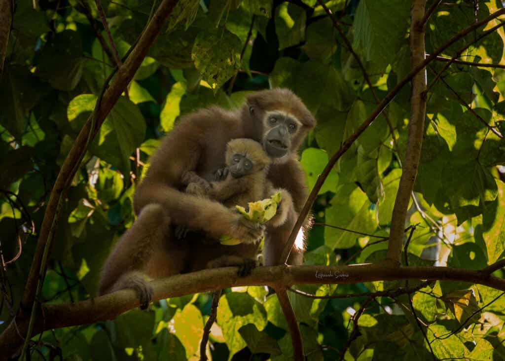 Hollock Gibbon - Kohuwa Eco Camp