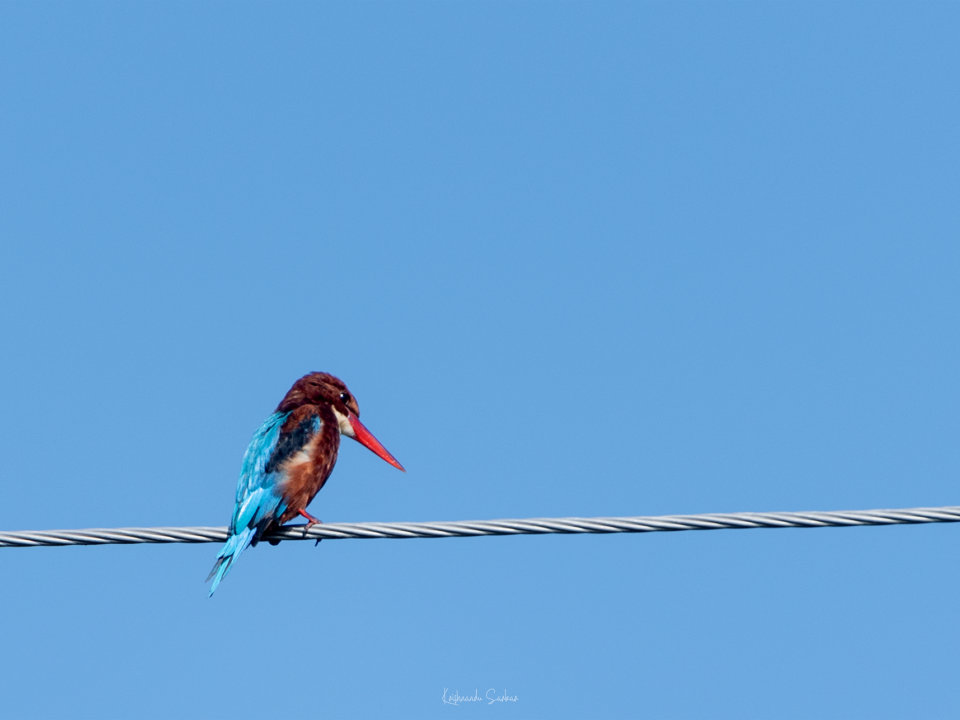Kingfisher, Kohuwa Eco Camp
