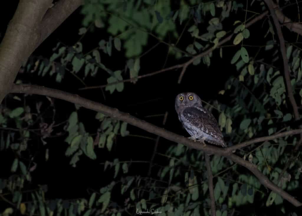Owls at Kohuwa Eco Camp