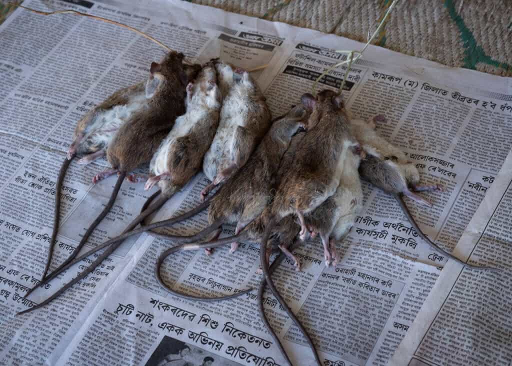 Rats at Ziro Market