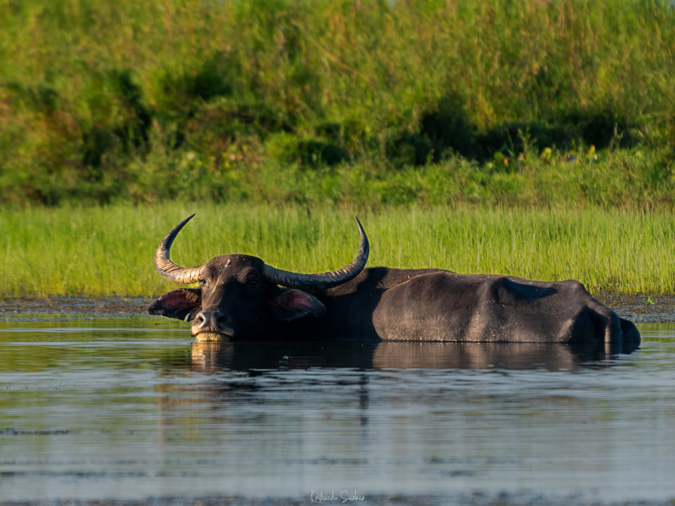 Water Buffalo, Kohuwa Eco Camp
